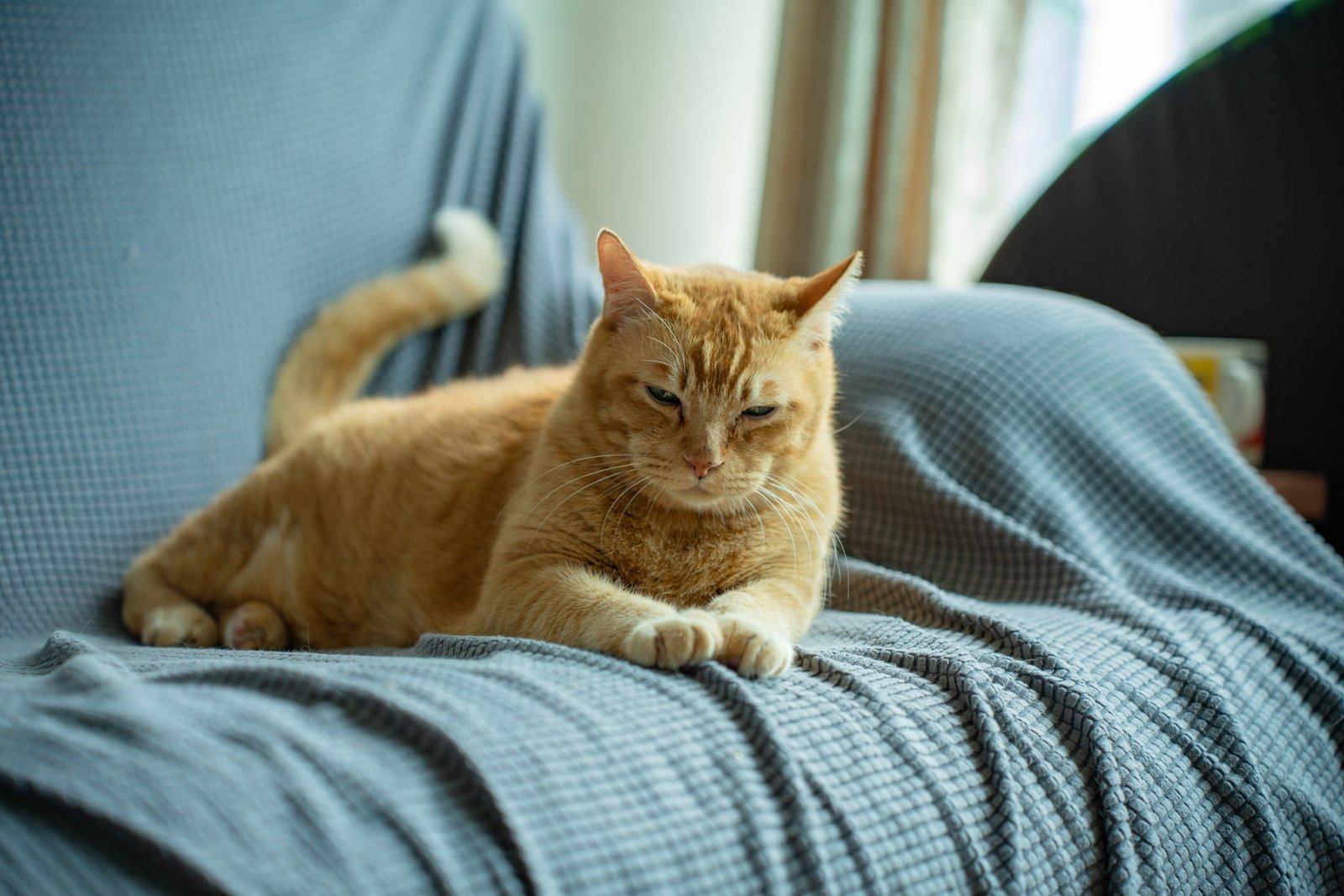 Chat roux allongé sur un canapé bleu à la maison