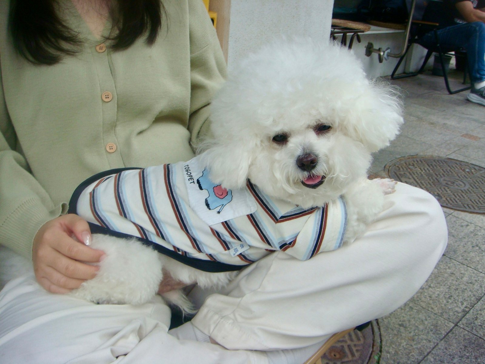 Bichon frisé blanc souriant, vêtu d'un petit pull rayé, installé sur les genoux de sa maîtresse