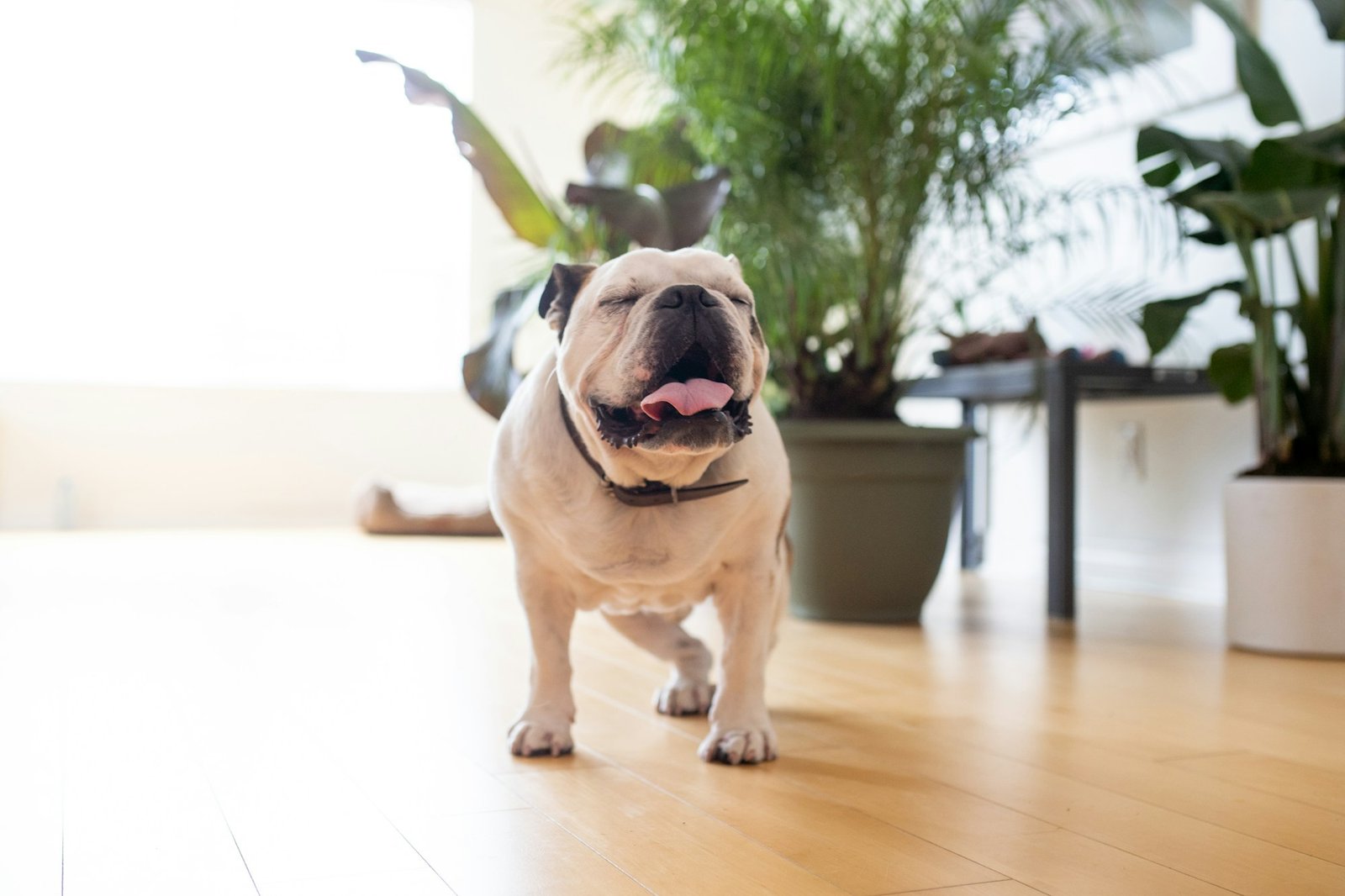 Bouledogue français dans un salon lumineux plein de plantes