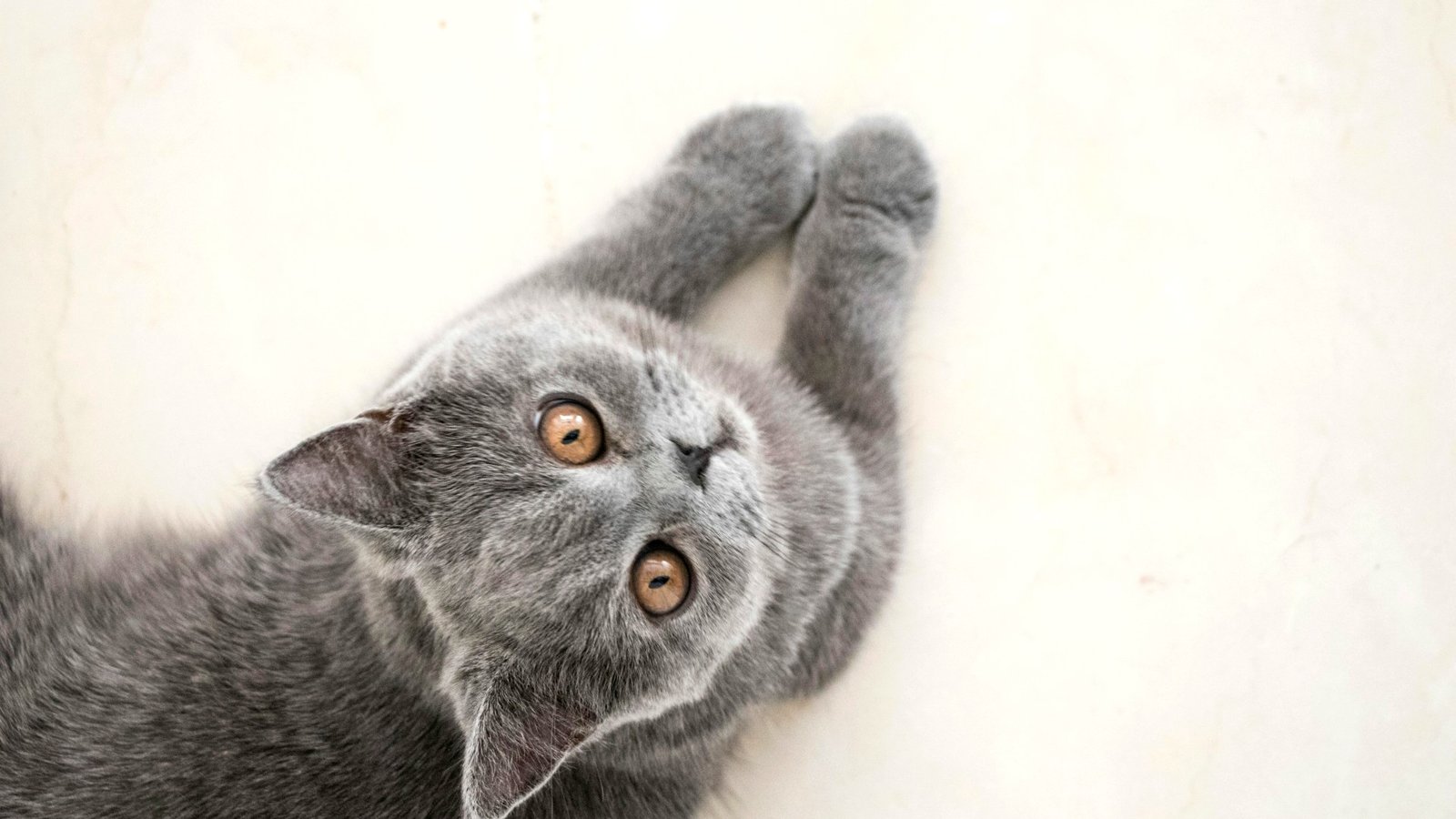 British Shorthair gris joueur sur fond clair