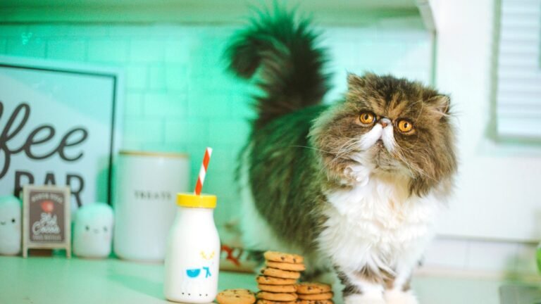 chat cuisine lumineuse silky assur