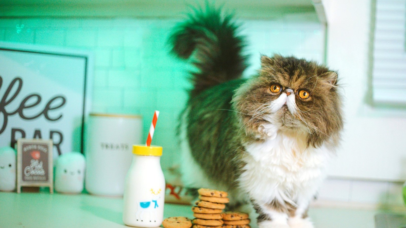 Chat installé dans une cuisine lumineuse