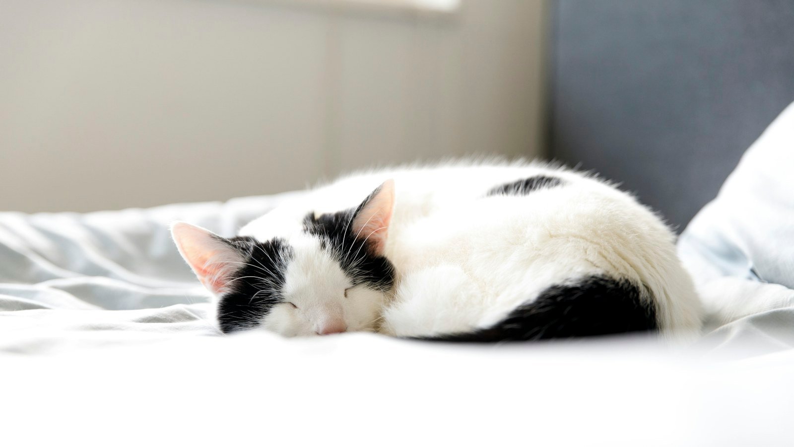Chat endormi sur un lit blanc, respiration au repos