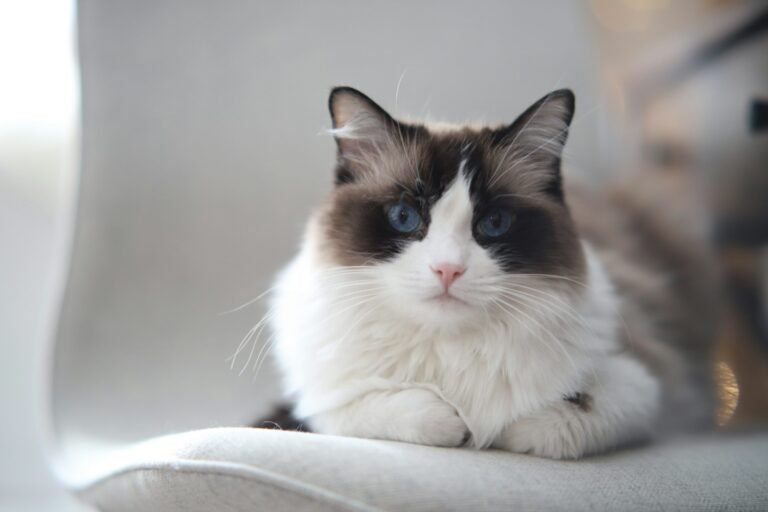 chat ragdoll yeux bleus fauteuil blanc silky assur