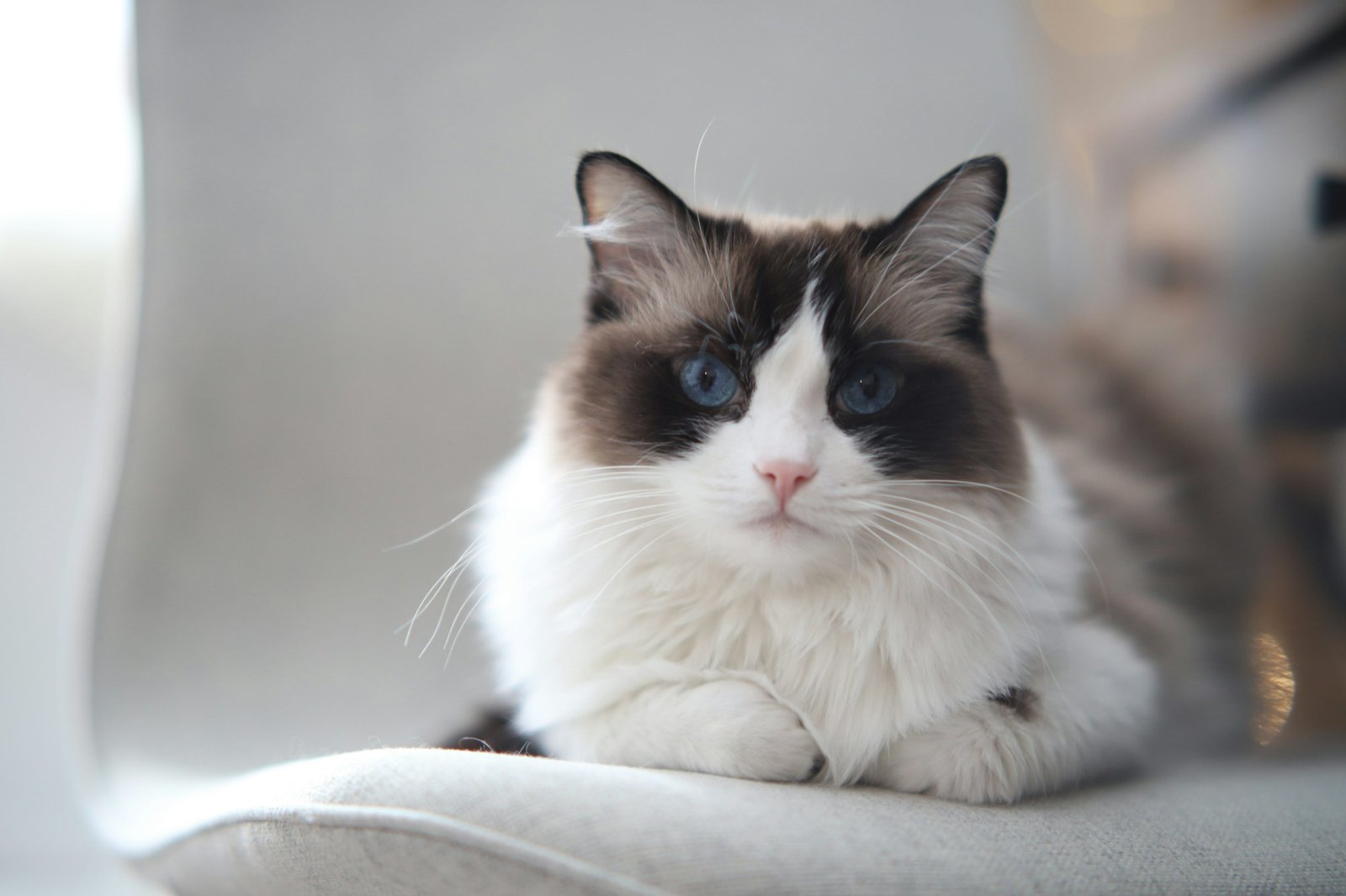 Chat Ragdoll bicolore aux yeux bleus couché sur un fauteuil blanc dans une maison lumineuse