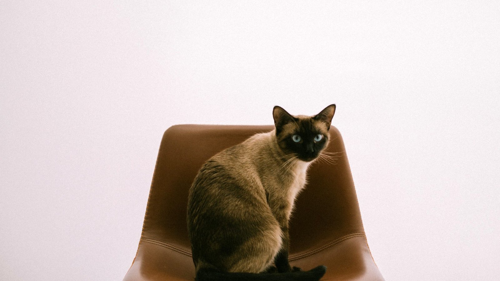 Chat siamois assis sur un fauteuil