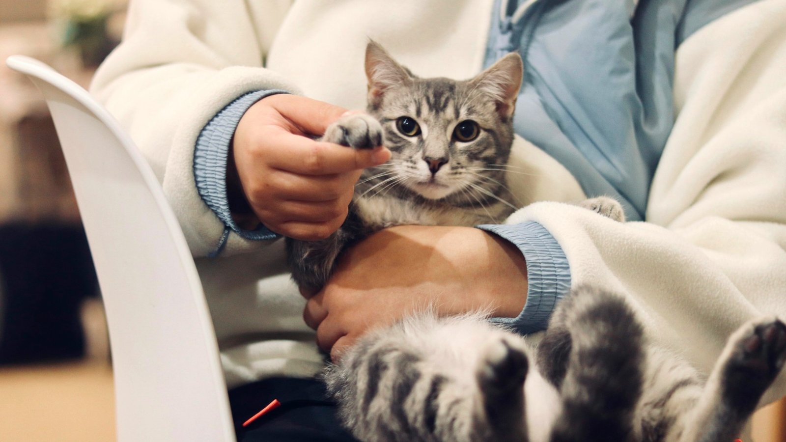 Chaton tigré câliné par sa maîtresse