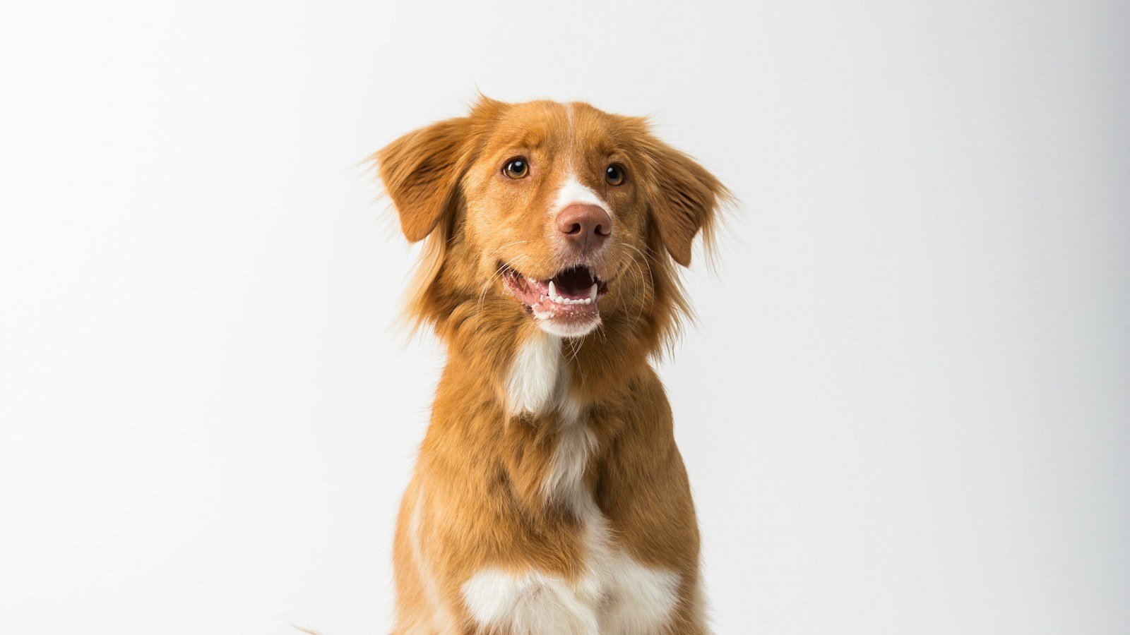 Chien souriant assis sur fond blanc