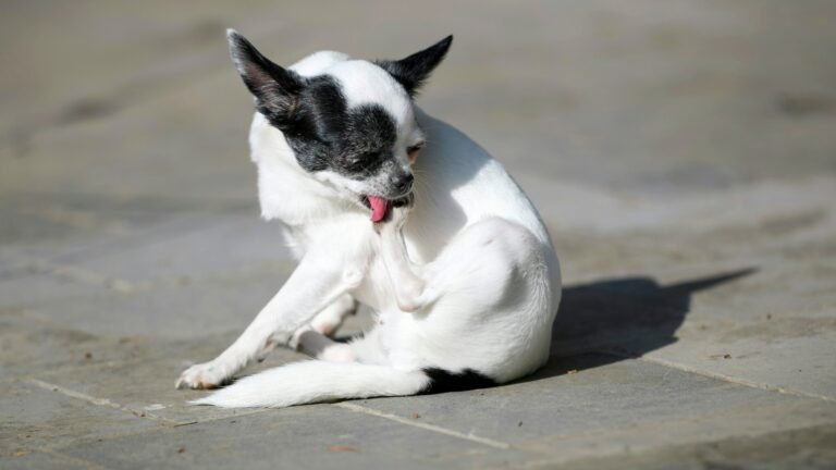chien qui se gratte silky assur