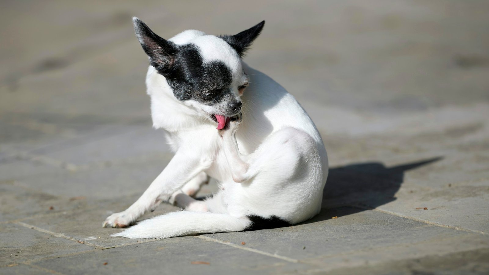 Chien qui se gratte derrière l'oreille