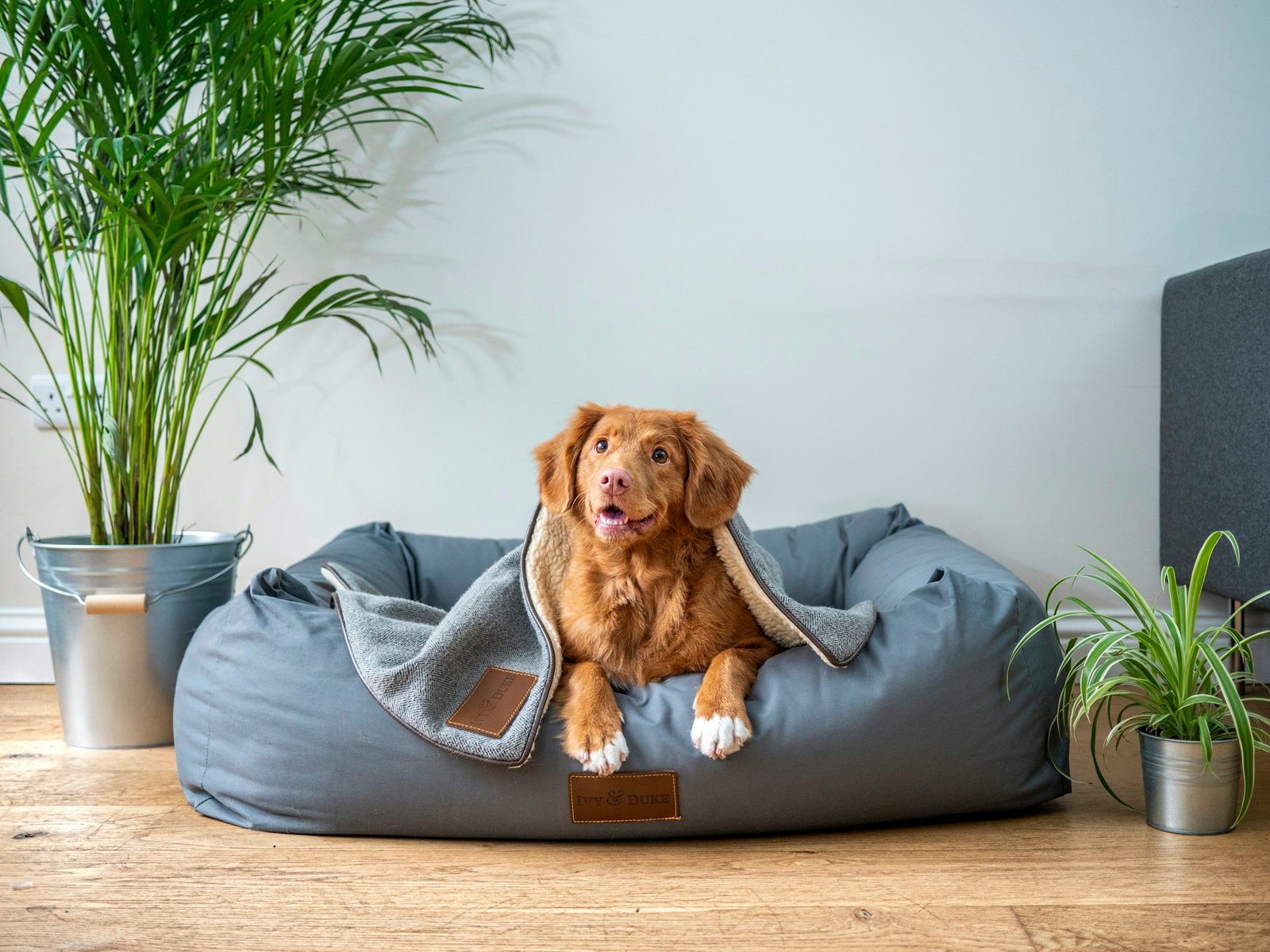 Chien au pelage roux se reposant dans un panier gris au milieu d'un salon clair et lumineux