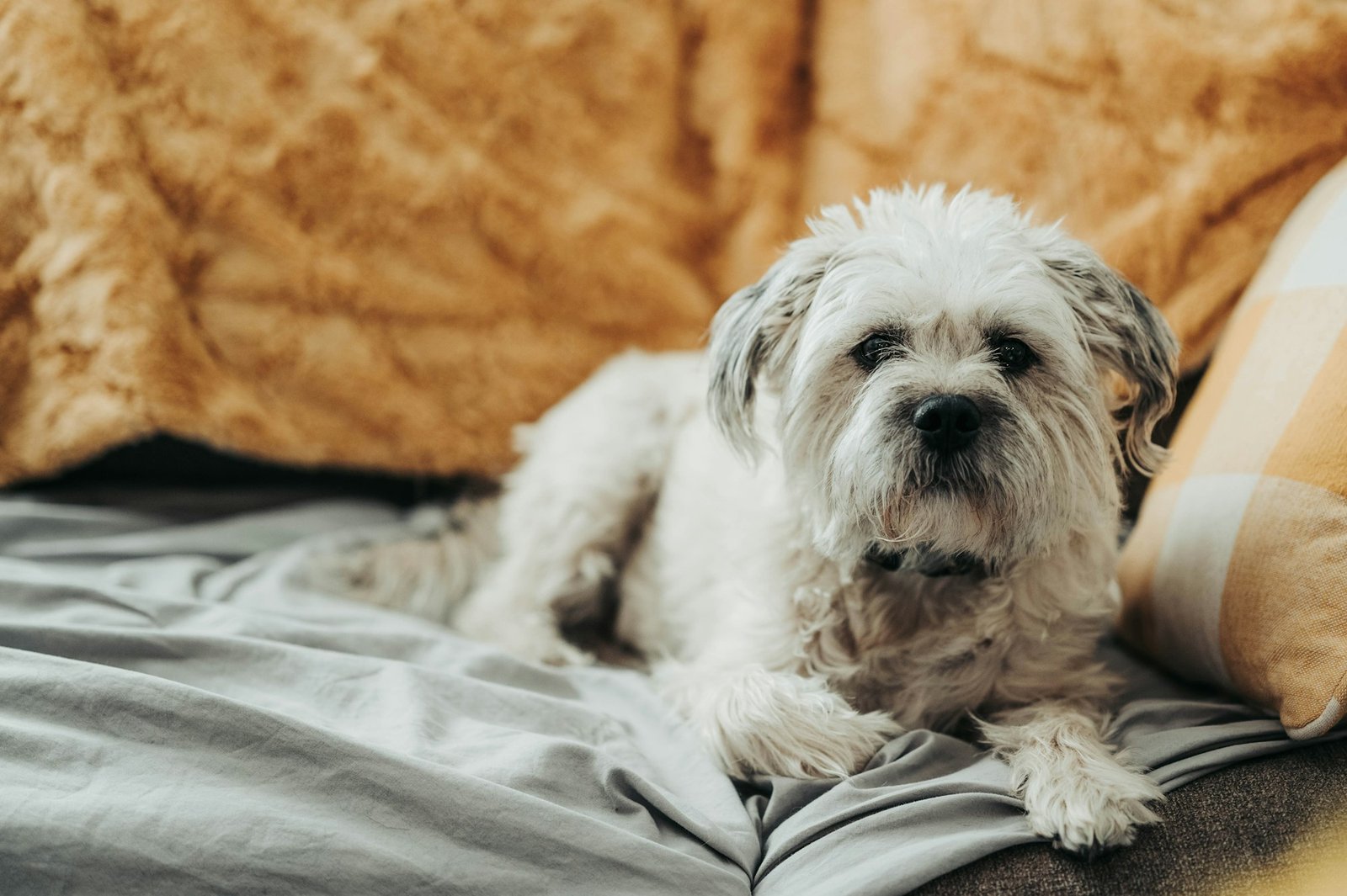 Vieux chien blanc installé sur le lit