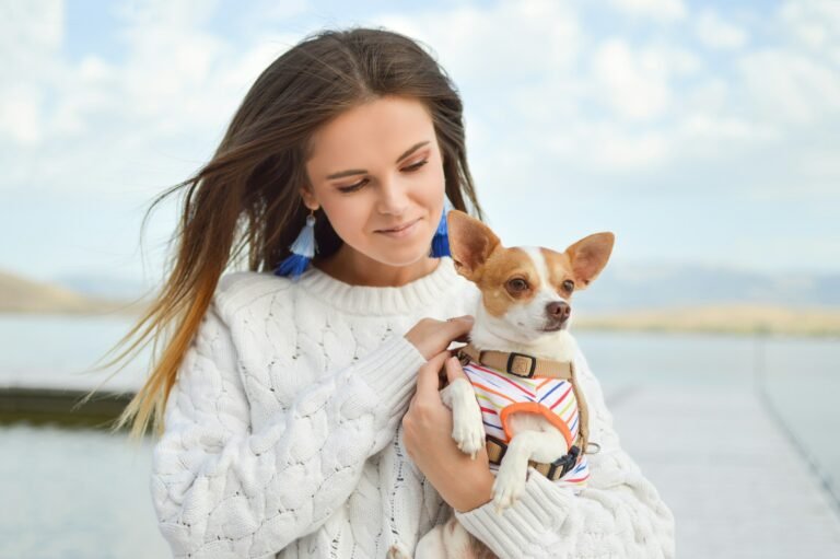 chihuahua calin dans les bras de sa maitresse silky assur