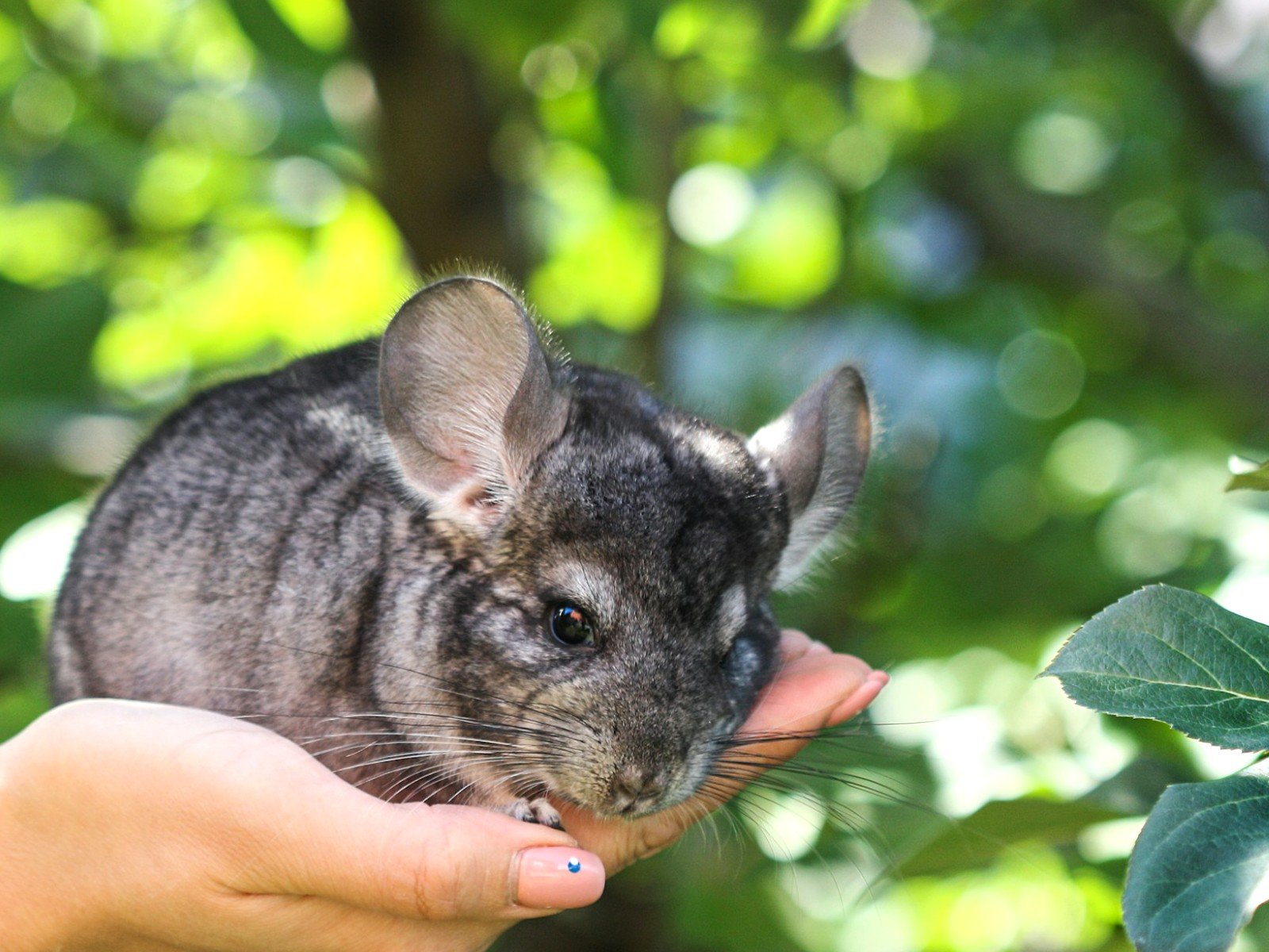 Chinchilla gris tenu délicatement dans la main de sa maîtresse