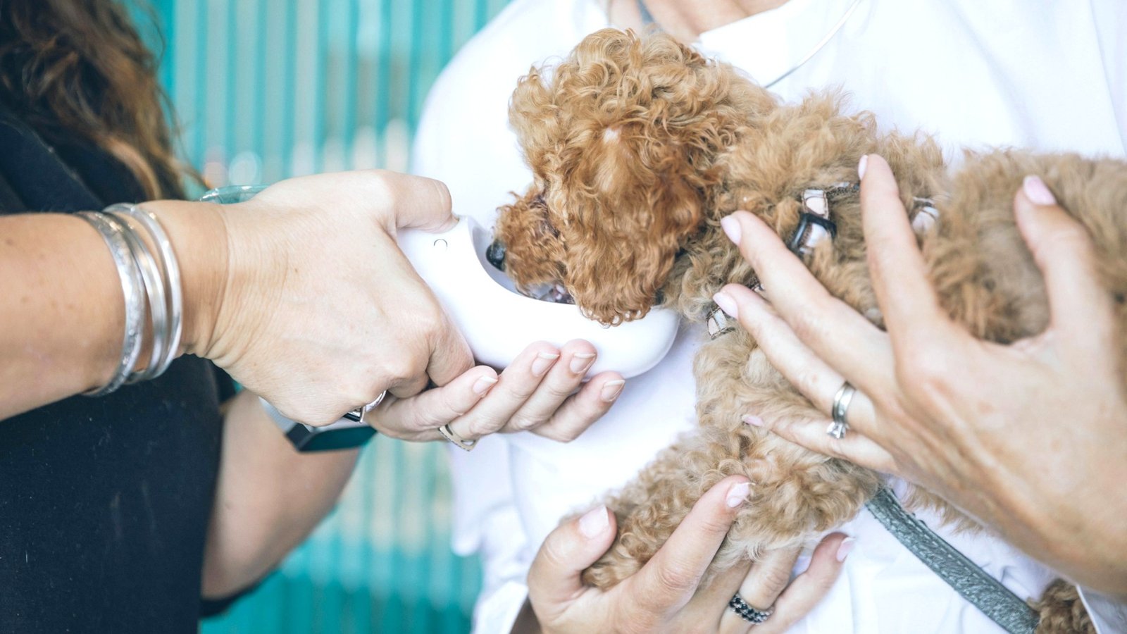 Chiot tout doux tenu dans les mains lors d'une visite