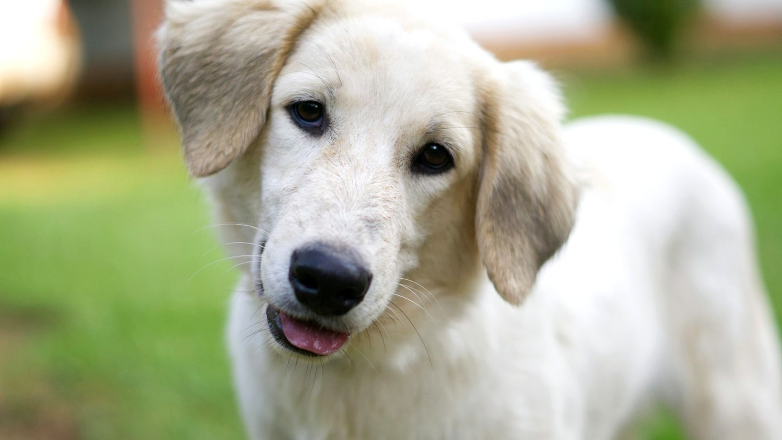 Chiot Golden Retriever souriant