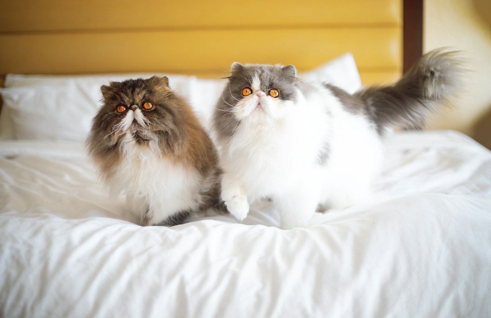 Deux chats Persans au poil long, l'un brun et blanc, l'autre gris et blanc, assis côte à côte sur un lit aux draps blancs