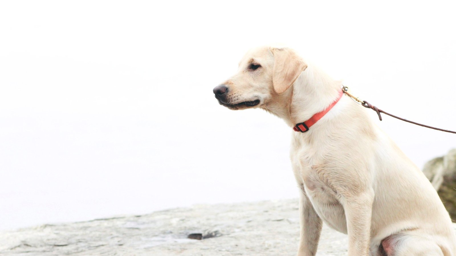 Labrador en laisse dans un décor clair