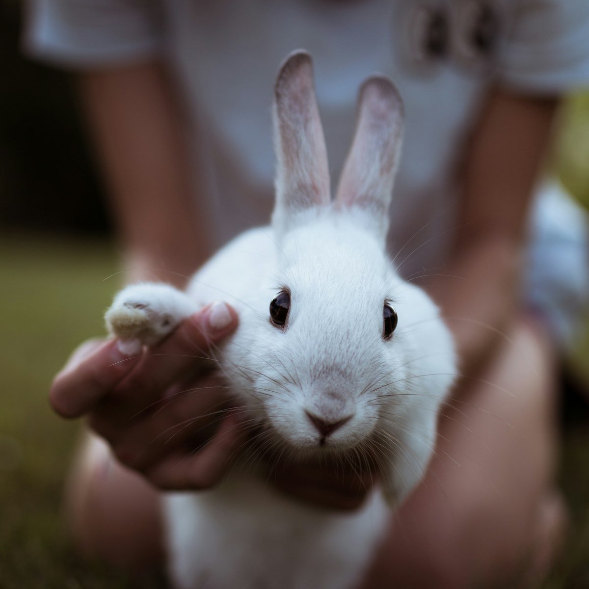 Lapin, assurance santé animale