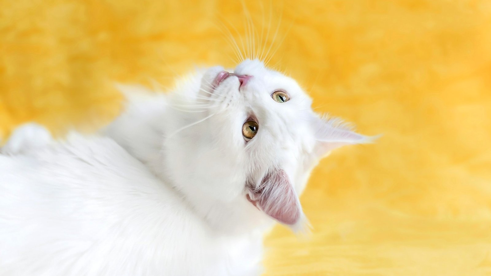 Grand chat blanc à poils longs sur fond jaune